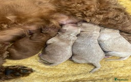 Cockapoo dogs for sale: Beautiful F2 Cockapoo Puppies PRA CLEAR  - Image 2