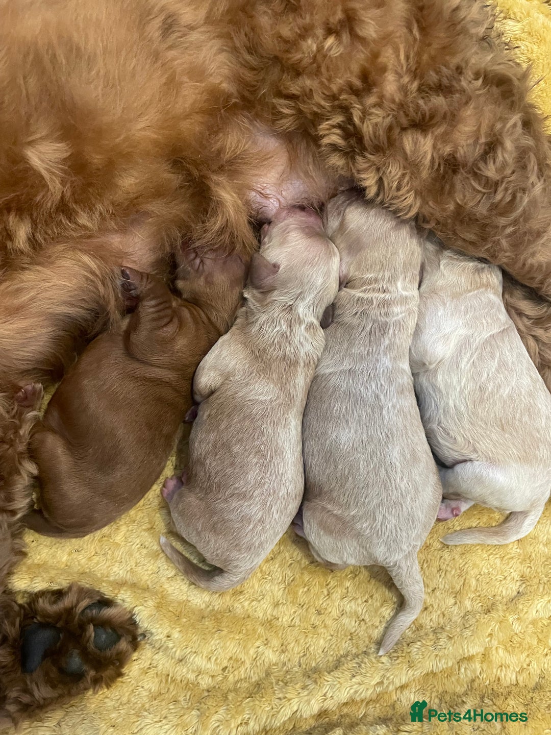 Cockapoo dogs for sale: Beautiful F2 Cockapoo Puppies PRA CLEAR  - Image 2