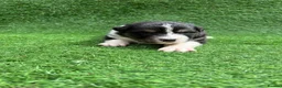 Australian Shepherd dogs for sale: Australian Shepherd Puppies  - Advert 6