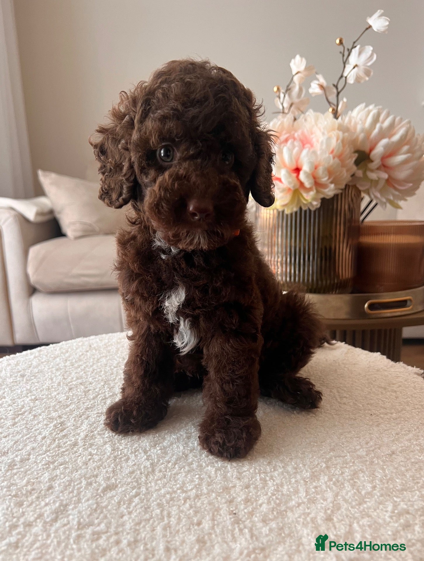 Miniature Poodle dogs ‼️READY NOW‼️ CHOCOLATE MINIATURE POODLE  - Advert 8