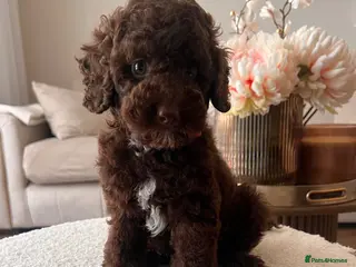 Miniature Poodle dogs ‼️READY NOW‼️ CHOCOLATE MINIATURE POODLE - Advert 8