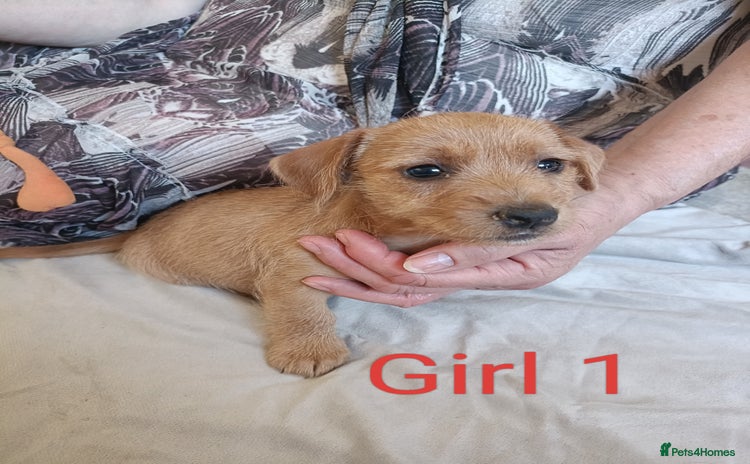 Mixed Breed dogs - Advert 1