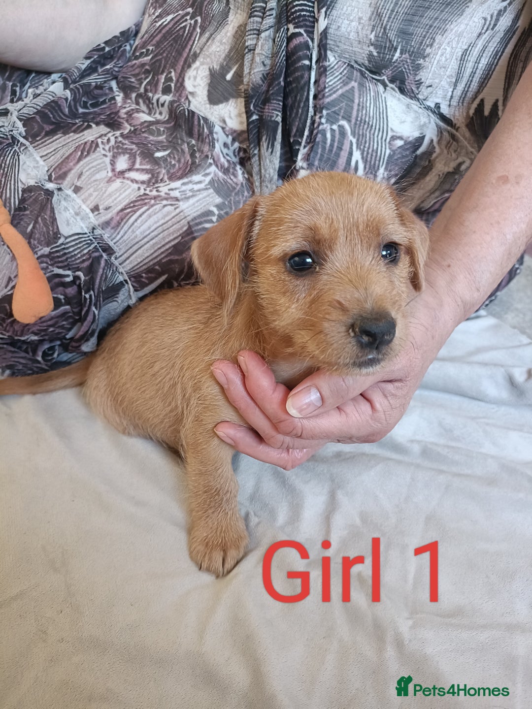 Mixed Breed dogs for sale: Norfolk Terrier Puppies - Image 1