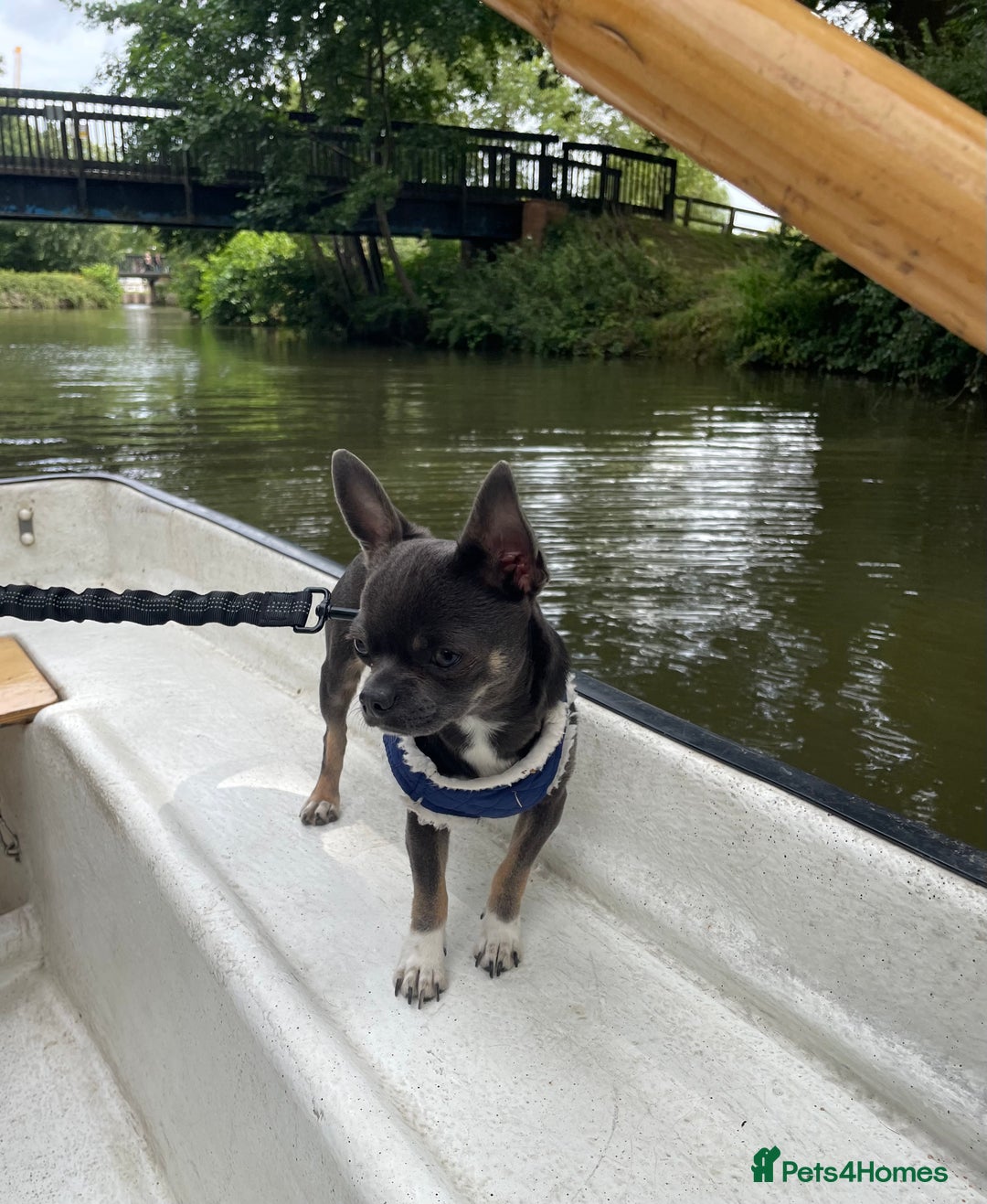 Chihuahua dogs for stud: Stud only. Full pedigree lilac chihuahua £300 - Advert 16