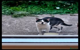 Mixed Breed cats for sale: Abandoned soul,looking for a home!♡ - Image 1