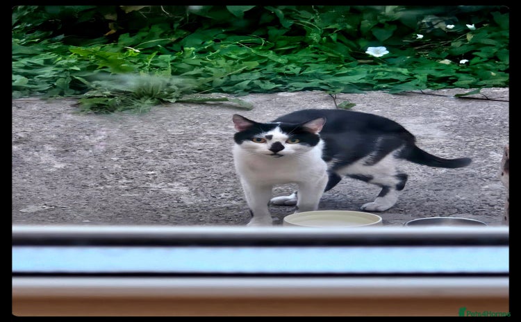 Mixed Breed cats - Advert 1