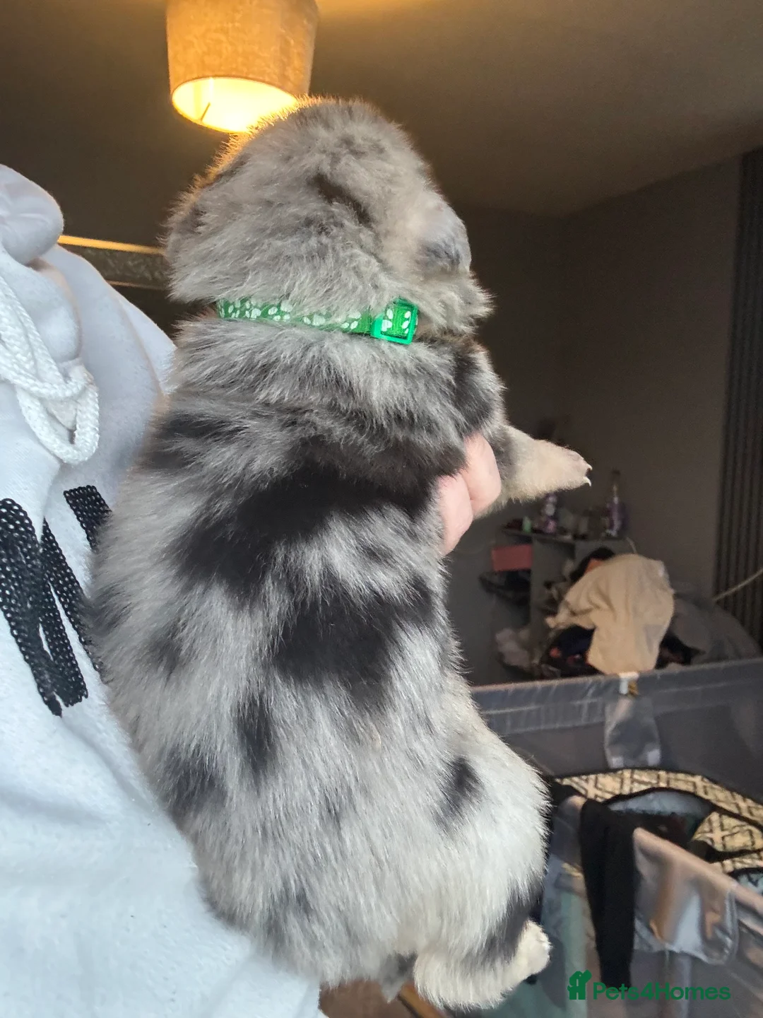 Mixed Breed dogs for sale: Beautiful staff x gsd puppies - Advert 33