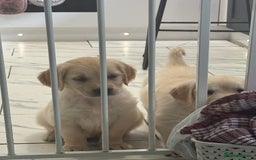 Golden Retriever dogs for sale: 9 gorgeous golden retriever pups  - Image 22