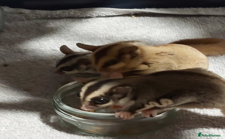 Sugar Glider rodents 3 sugar gliders and full set up - Advert 1