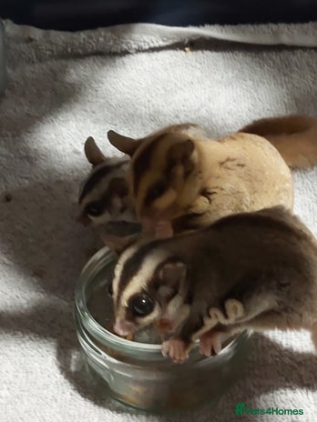 Sugar Glider rodents 3 sugar gliders and full set up - Advert 1