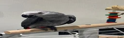 Parrots birds for sale: Hand Reared African Grey 4 months with cage - Advert 3
