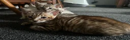 Bengal cats for sale: Bengal kittens  - Advert 6