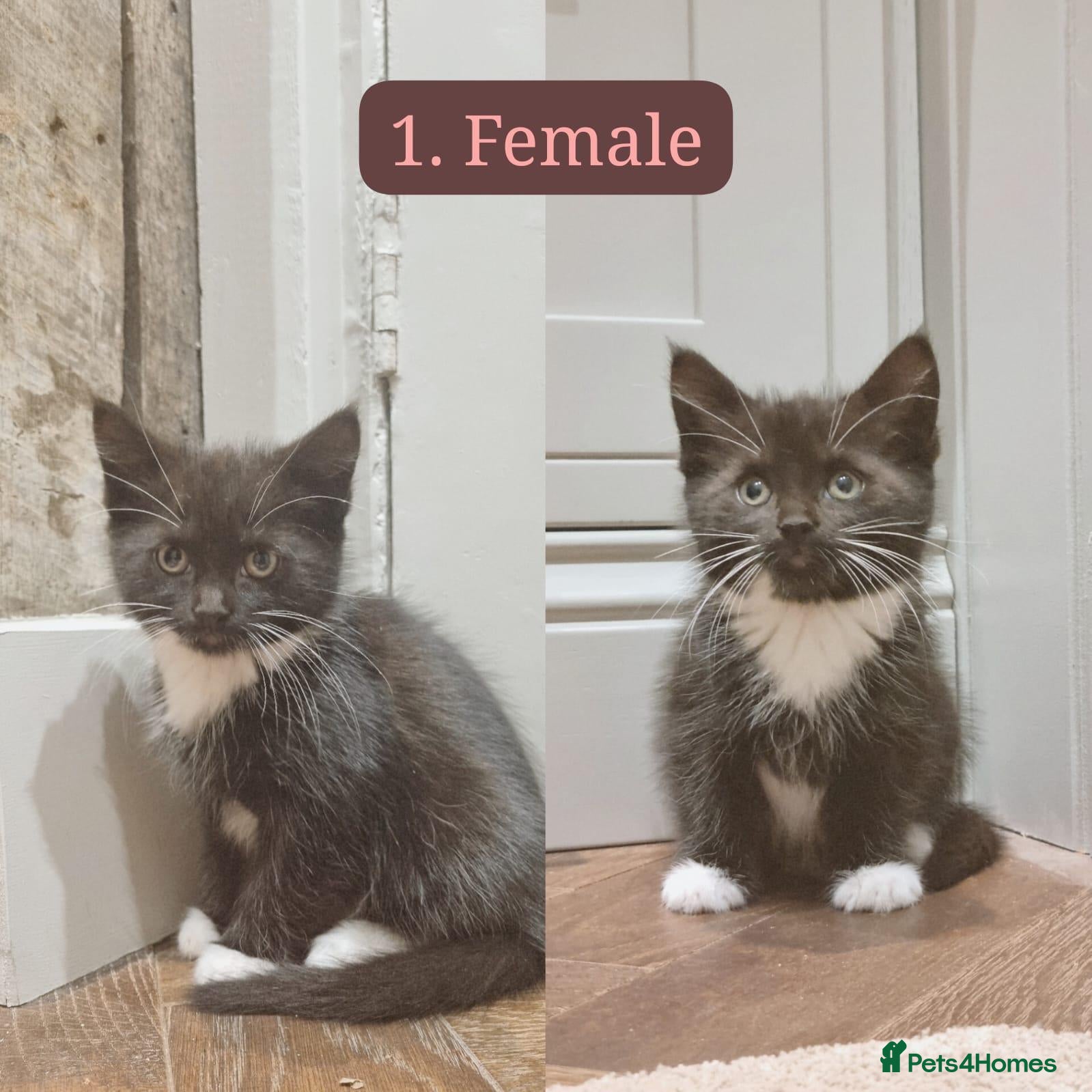 Maine Coon cats for sale: Gorgeous Maine Coon X Kittens-2 Females left - Advert 1