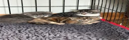 Mixed Breed cats for sale: Gorgeous kittens - Advert 10