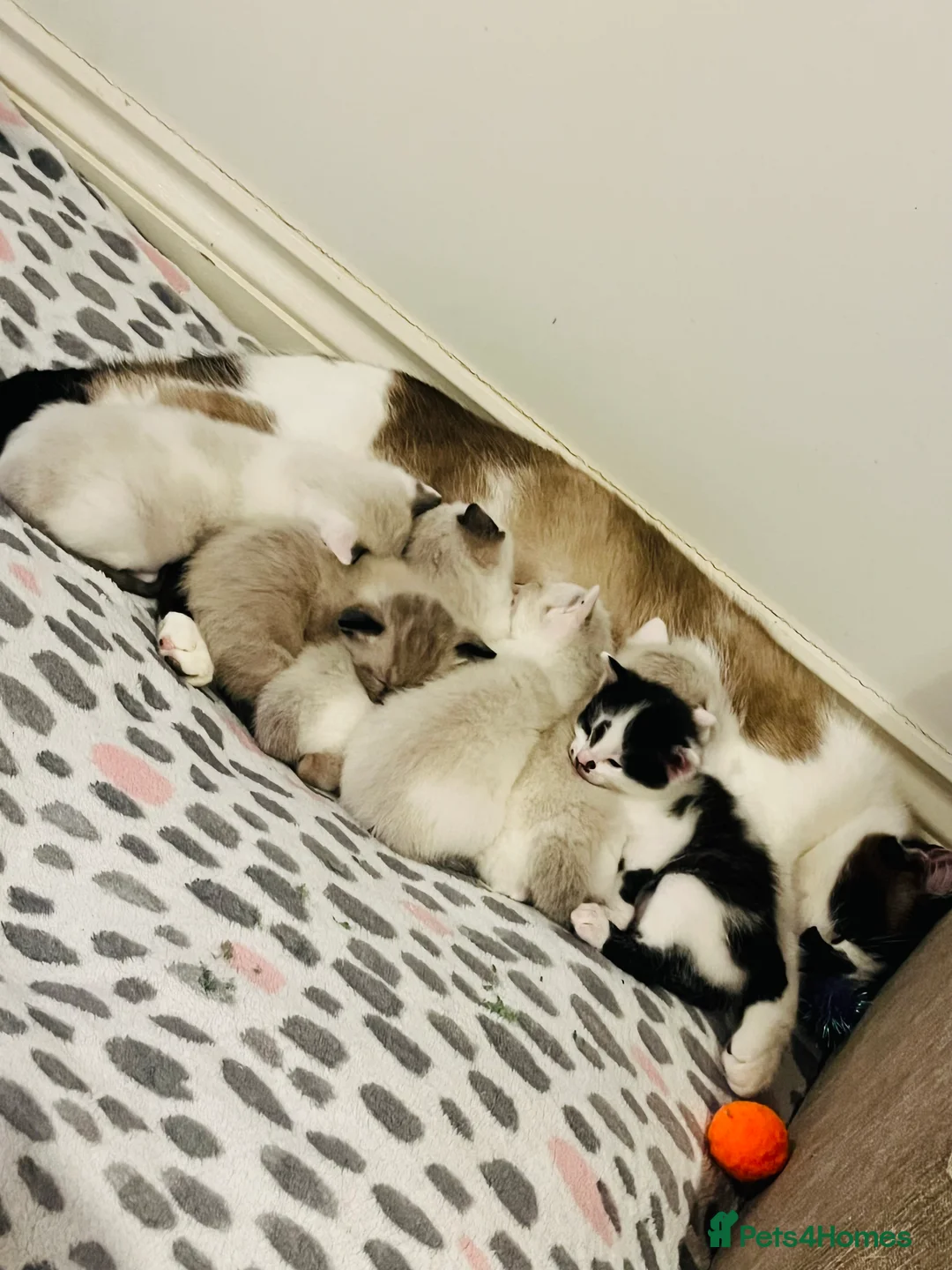 Mixed Breed cats for sale: Gorgeous Snowshoe Siamese Kittens  - Advert 6