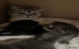 British Shorthair cats for sale: 🐾✨ Looking for Their Forever Home ✨🐾 - Image 4