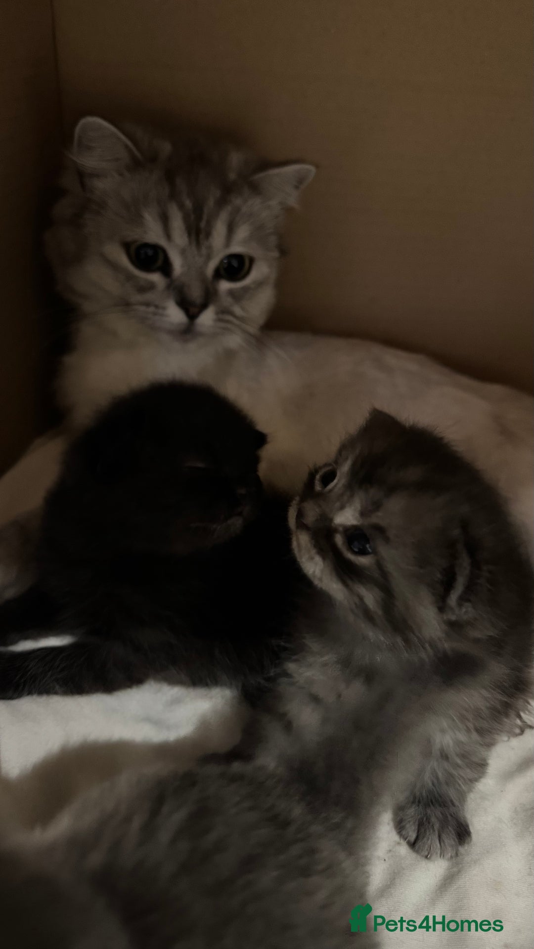 British Shorthair cats for sale: 🐾✨ Looking for Their Forever Home ✨🐾 - Image 4