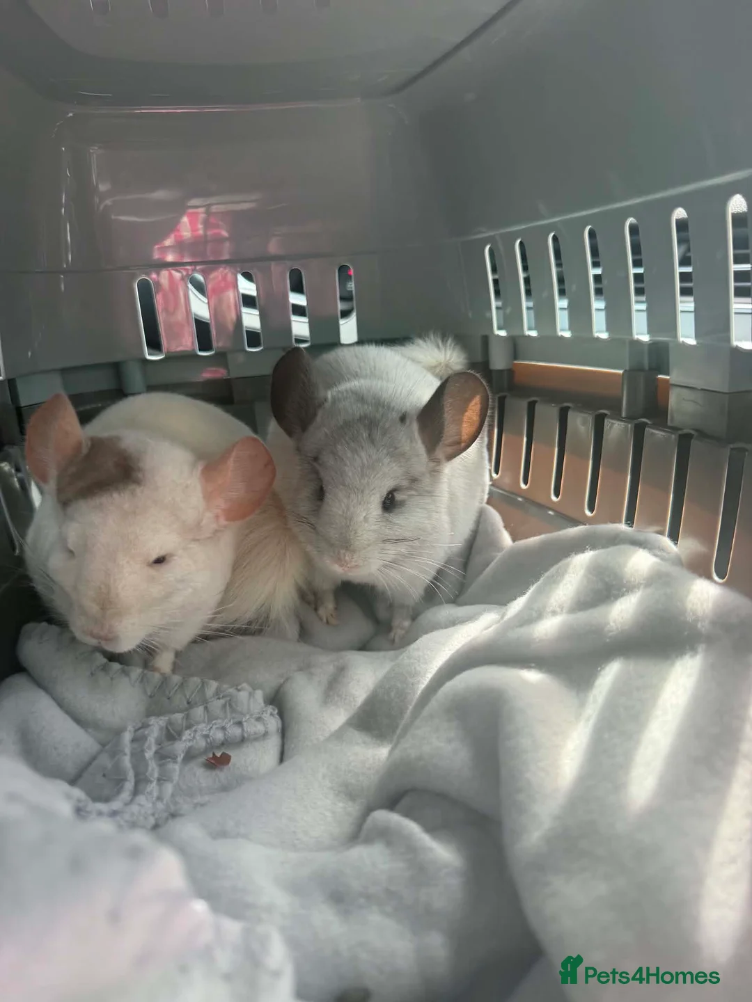 Chinchilla rodents for sale: 2 baby mosaic chinchillas (female) in Houghton le Spring - Advert 2
