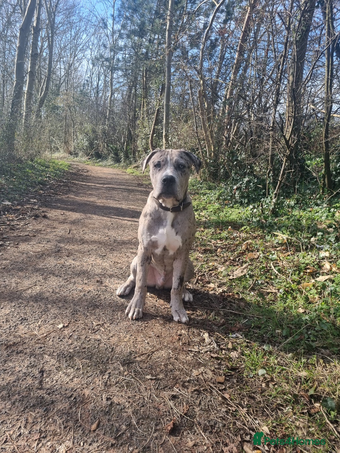 Mixed Breed dogs for sale: 14 month merle mastiff  - Advert 22