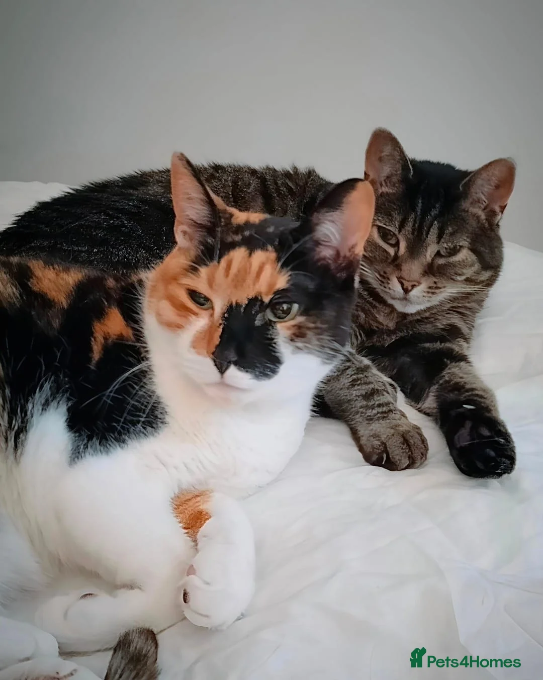 American Shorthair cats for sale: Loving home for two sweet and affectionate cats - Advert 1