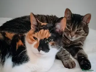 American Shorthair cats Loving home for two sweet and affectionate cats - Advert 1