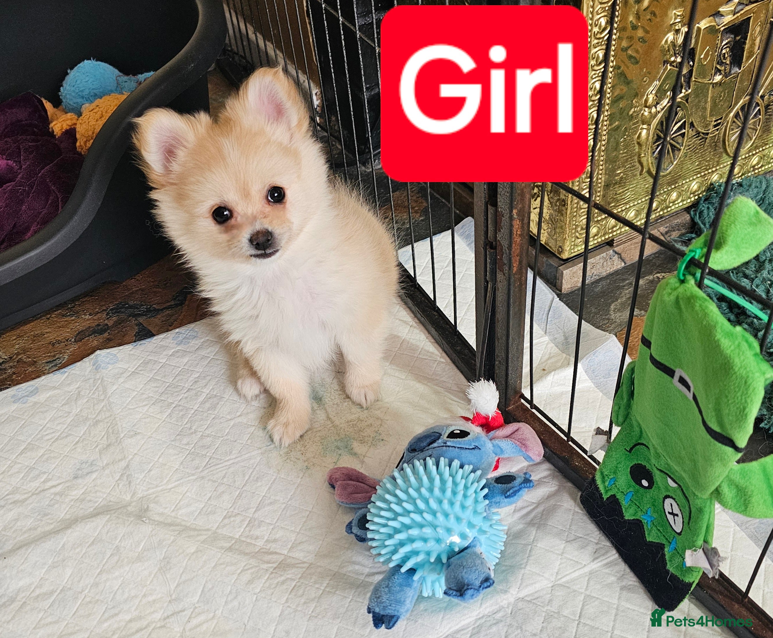 Pomeranian dogs POMERANION TINY FEMALE *VET CHECKED*Health Insured - Advert 5