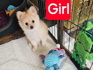 Pomeranian dogs POMERANION BOTH SOLD *VET CHECKED*Health Insured - Advert 4