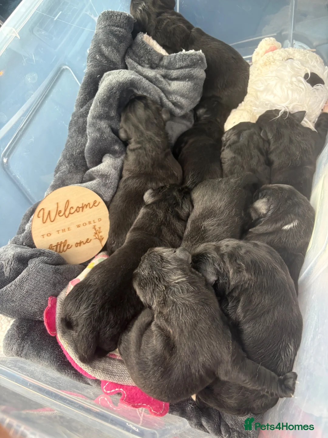 Newfoundland dogs for sale: WAITING LIST OPEN FOR NEXT KC REGISTERED LITTER - Advert 29