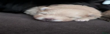 Pomeranian 2