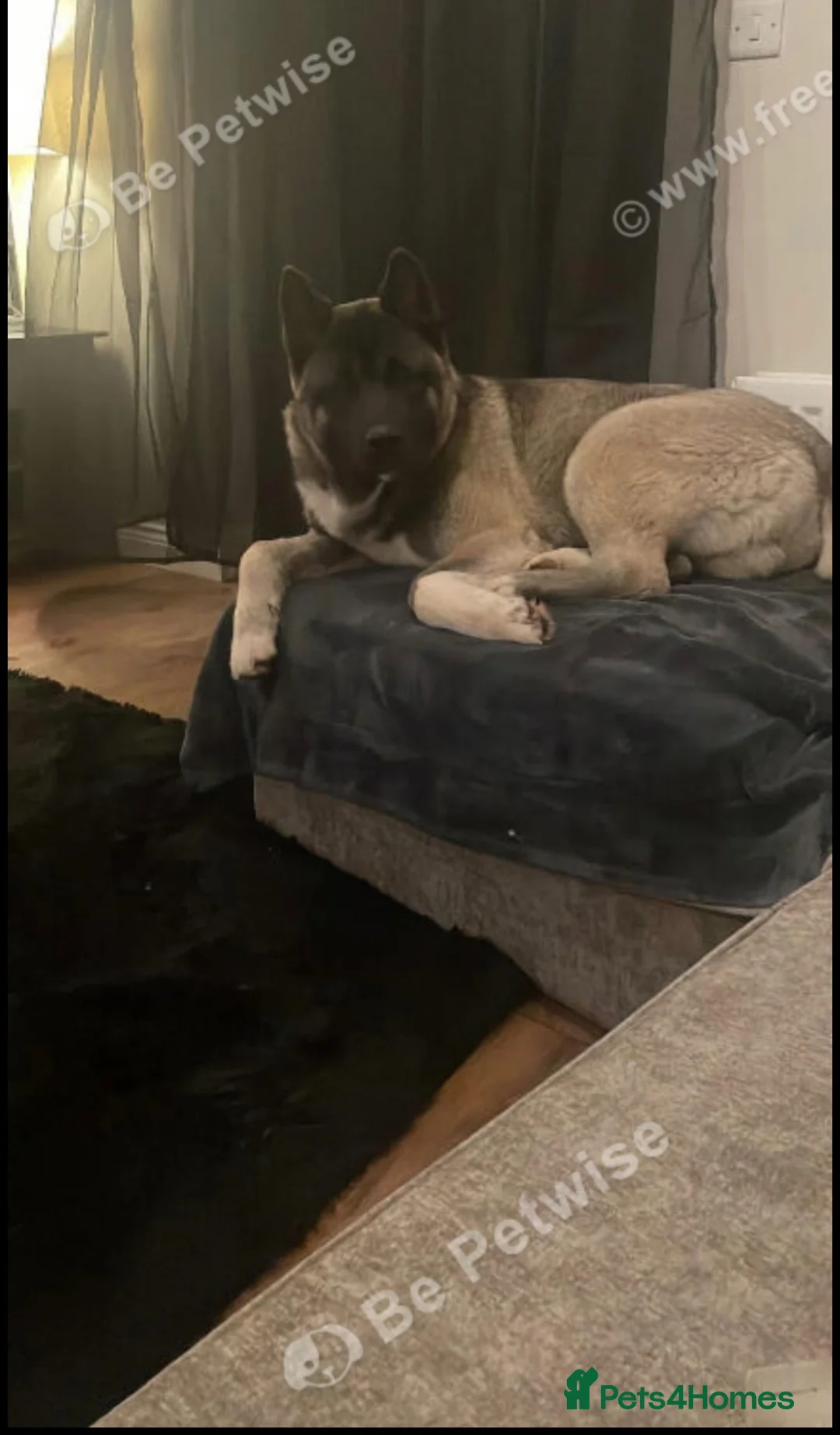 Akita dogs for sale: Free Kc registered American Akita male & female - Advert 4