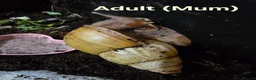 Snails invertebrates for sale: ×2 Baby Giant African Land Snails in Croydon - Advert 4