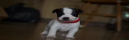 Jack Russell dogs for sale: Short Legged Jack Russel Puppies - Advert 9