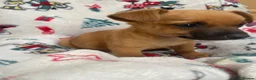 Mixed Breed dogs for sale: Jack Russell/ Yorkshire terrier puppy’s  in Pontypool - Advert 15