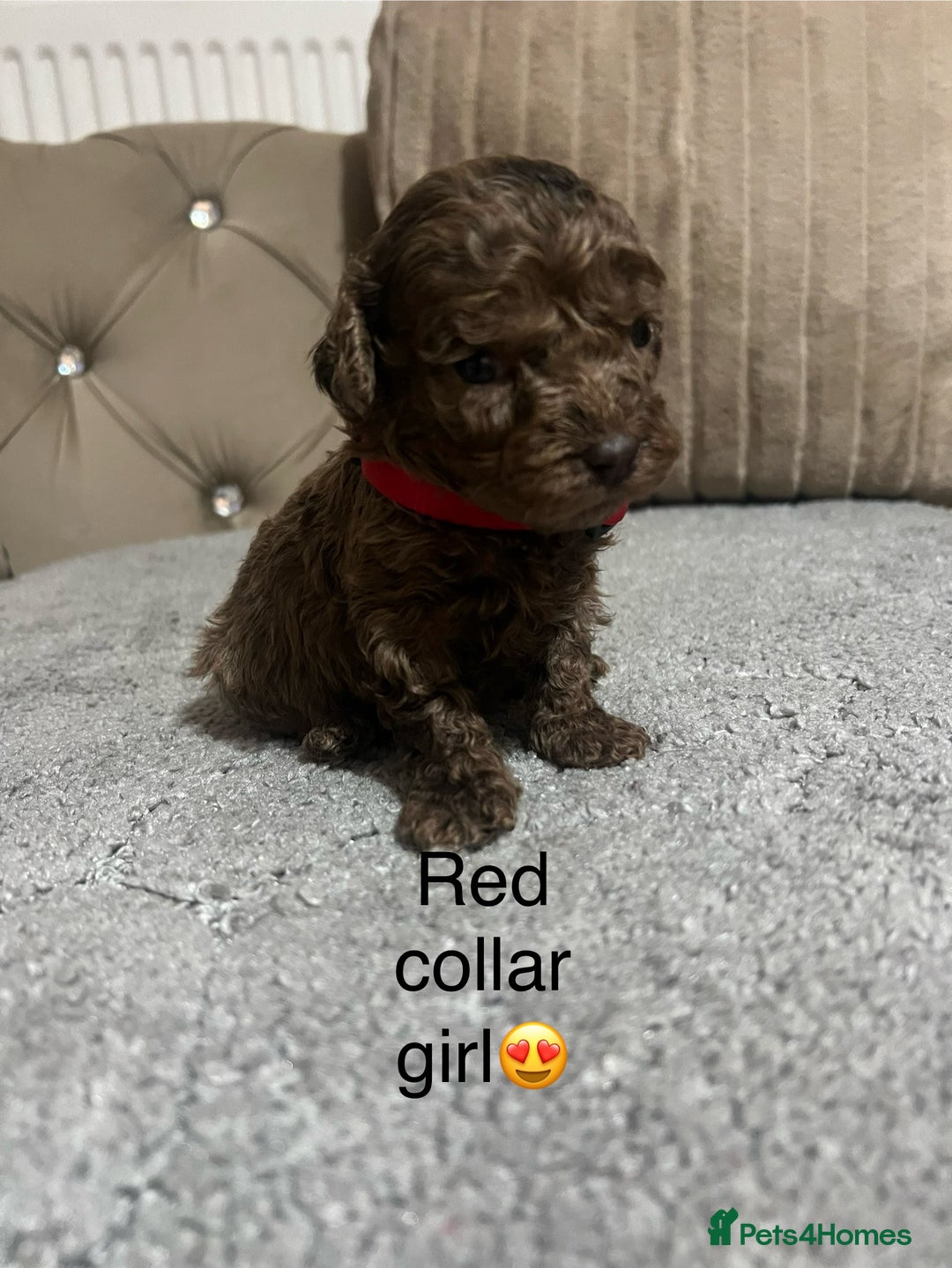 Cavapoo dogs for sale: Cavapoos ready 22nd January  - Advert 6