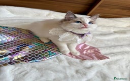 Ragdoll cats for sale: GCCF, They are ready for their new home. - Image 37