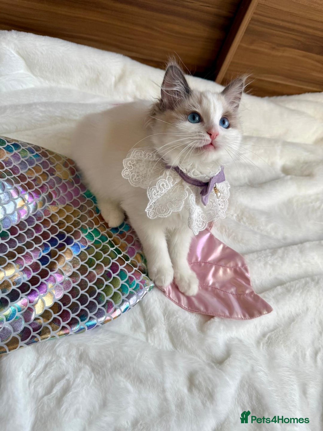 Ragdoll cats for sale: GCCF, They are ready for their new home. - Image 37