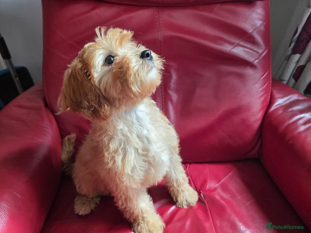 Cavapoo dogs for sale: Red f1 cavapoos  in Knutsford - Image 8
