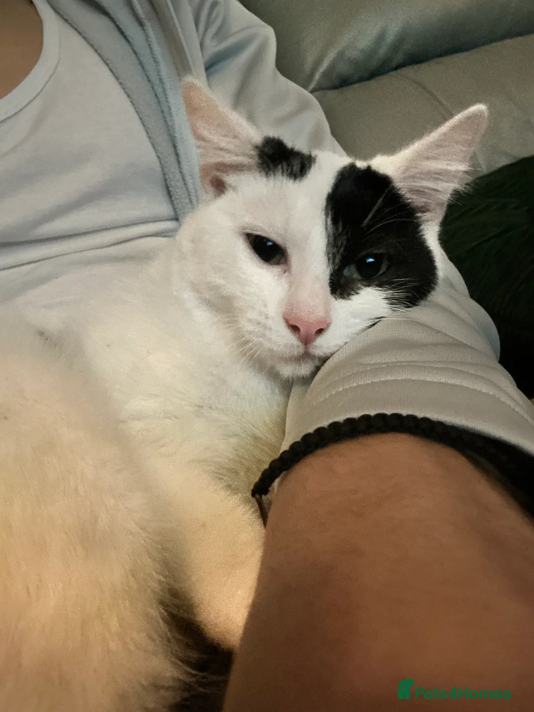 Domestic Shorthair cats for sale: Domestic shorthair ? Female  - Advert 2