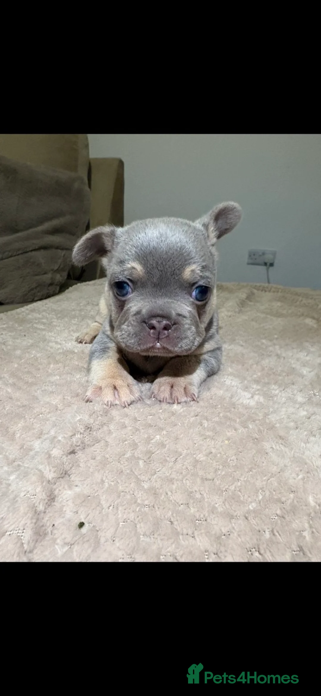 French Bulldog dogs for sale: Male French bulldog puppy in Walsall - Advert 5