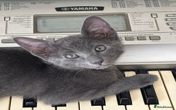 Oriental cats for sale: Ready now! Beautiful oriental mix kittens  - Image 6