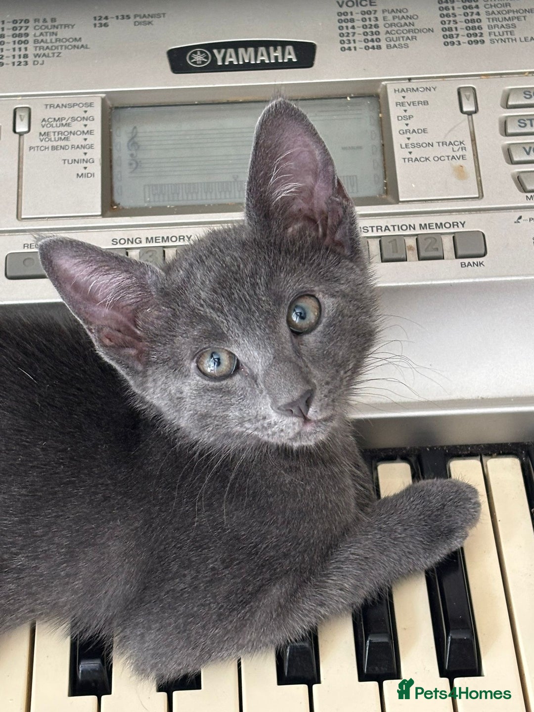 Oriental cats for sale: Ready now! Beautiful oriental mix kittens  - Image 6