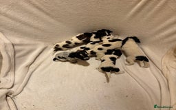 Mixed Breed dogs for sale: Cocker spaniel x jack Russell  - Image 5