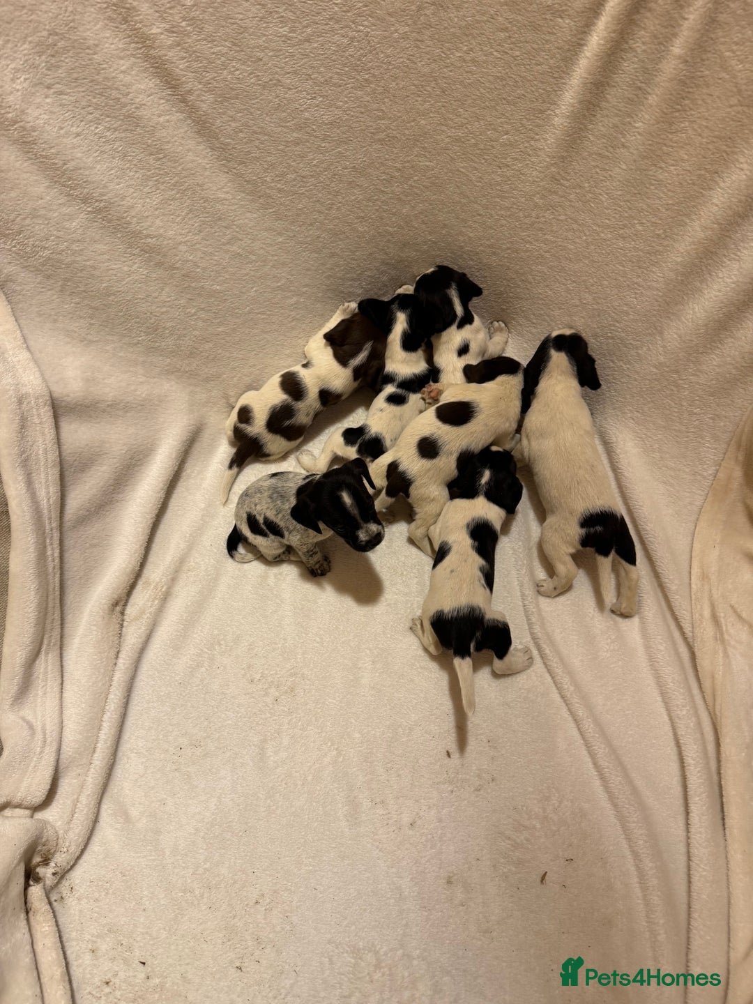 Mixed Breed dogs for sale: Cocker spaniel x jack Russell  - Image 5