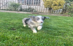 Border Collie dogs for sale: Border Collies READY NOW - Image 16
