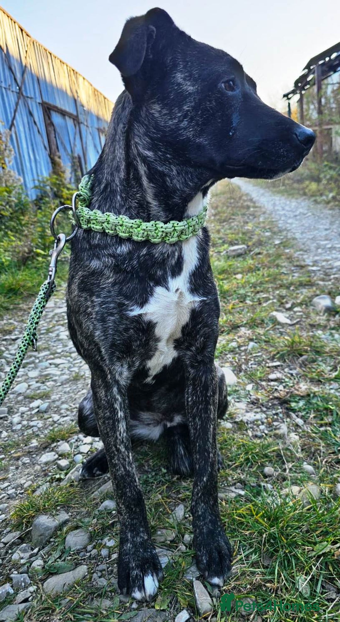Mixed Breed dogs for adoption: A Beautiful and Gentle Girl - for a Loving Home - Image 8