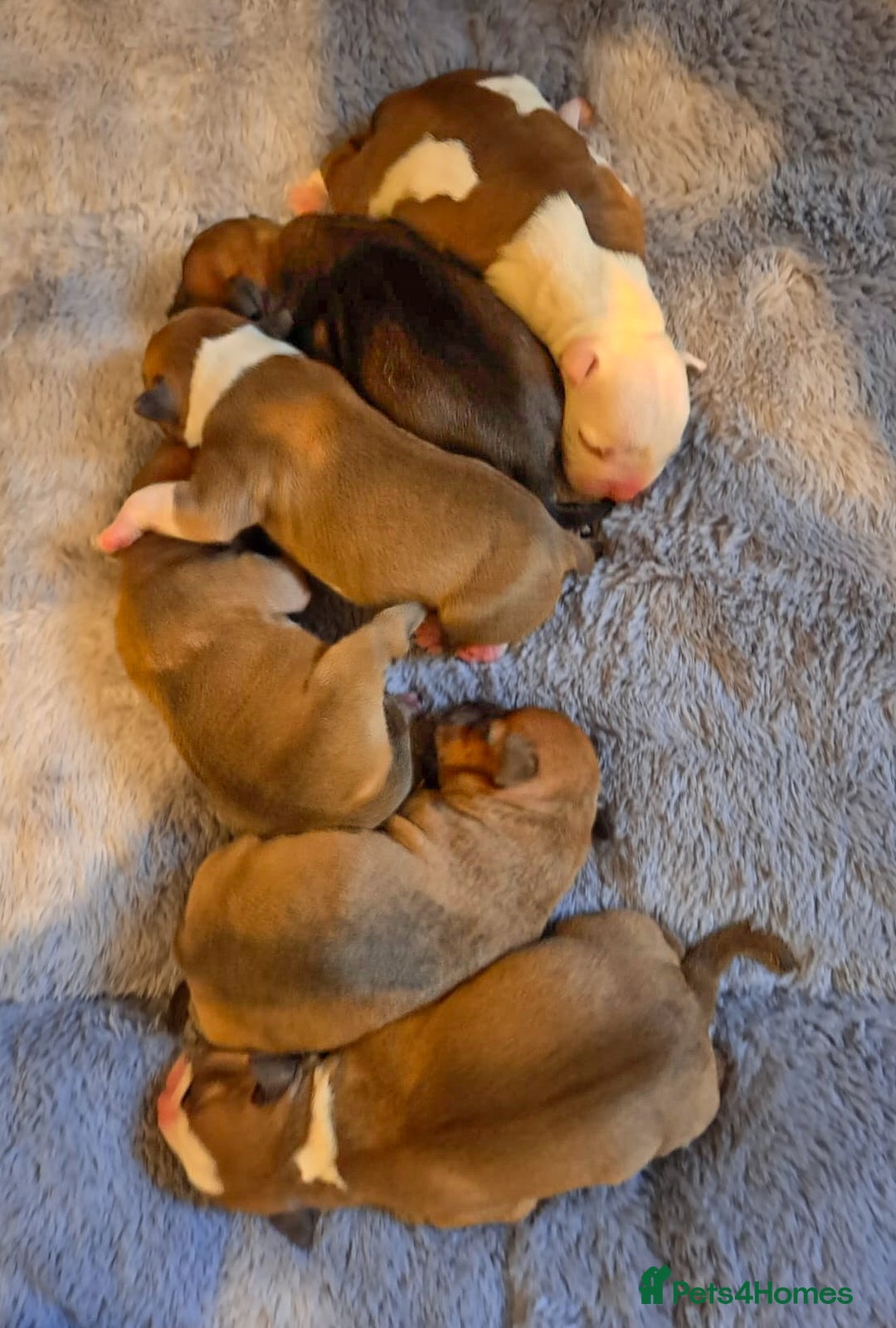Staffordshire Bull Terrier dogs for stud: 🥨 Top Quality Red SBT Stud 🥨 - Image 14