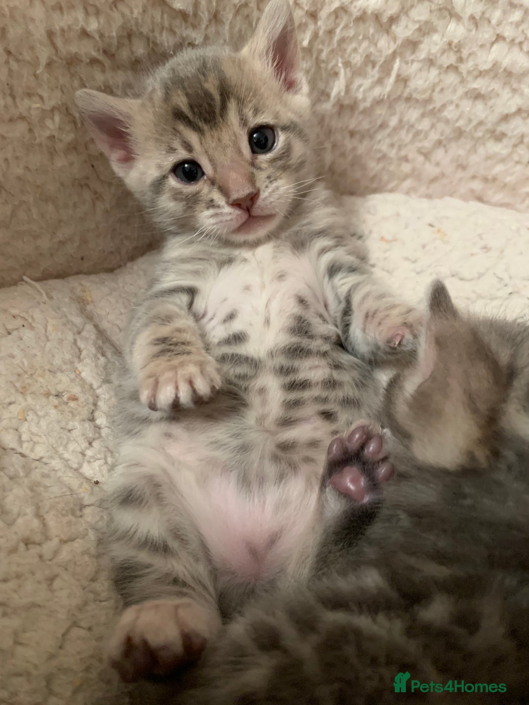Bengal cats for sale: High Quality Bengal Beauty - Image 10