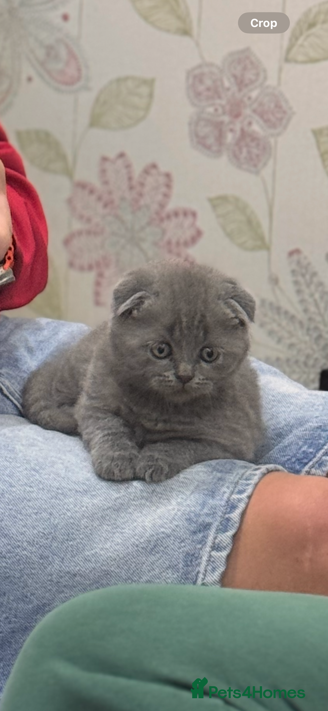 British Shorthair cats for sale: British kitten for sale - Image 3