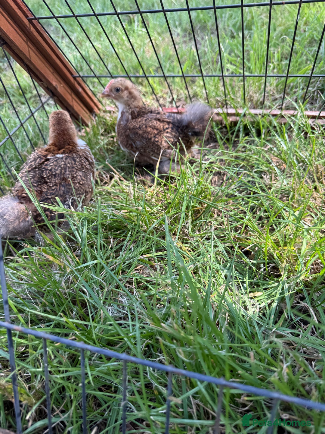 Chickens poultry for sale: 2 pekin millefluer growers - Image 2