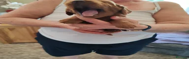 Cockapoo 4